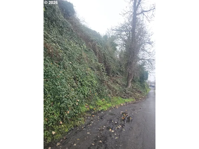 a close up of a tree in a yard