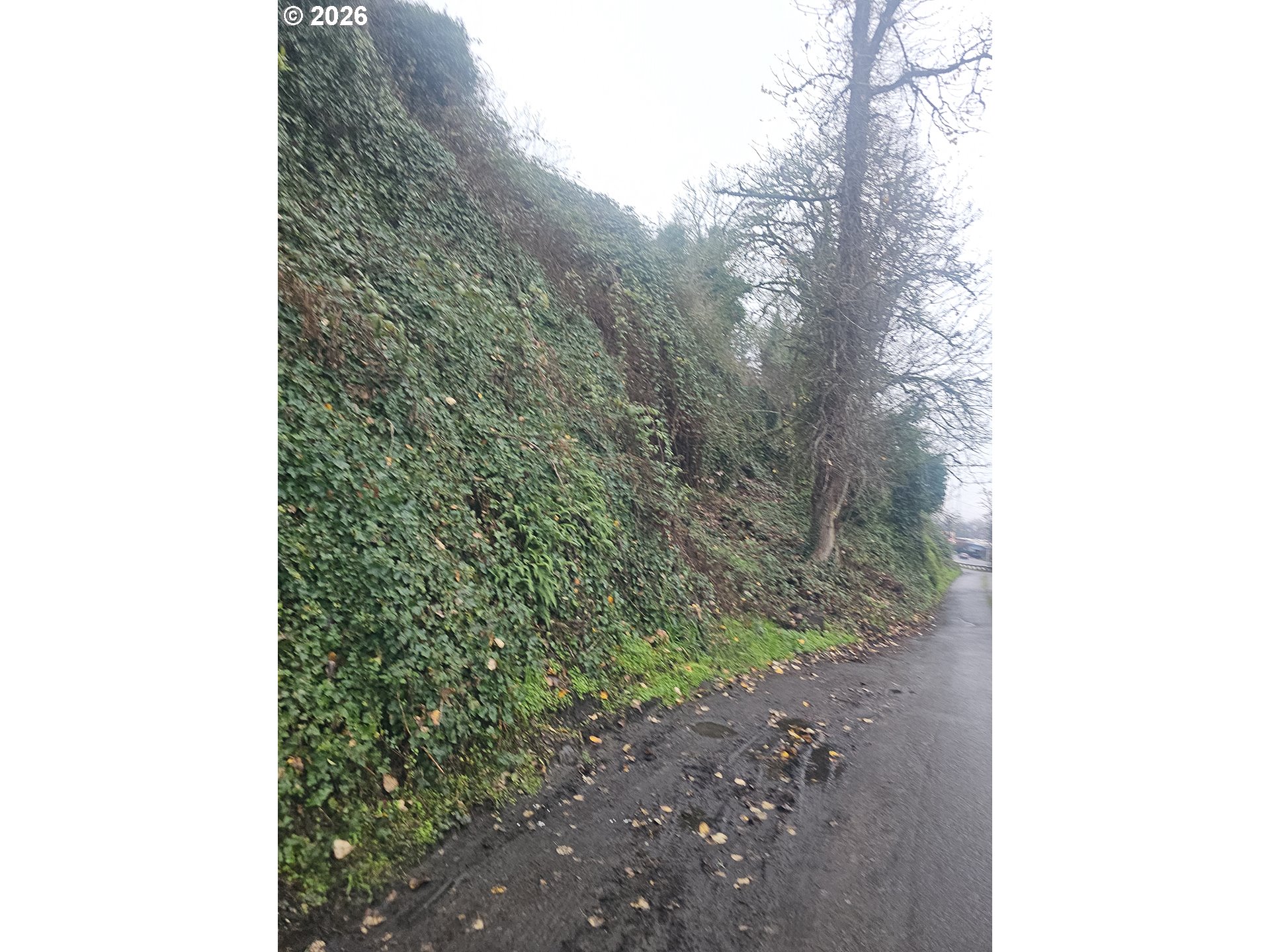Northwest 1st Street Portland, OR 97209 - Photo 1 of 4 a close up of a tree in a yard