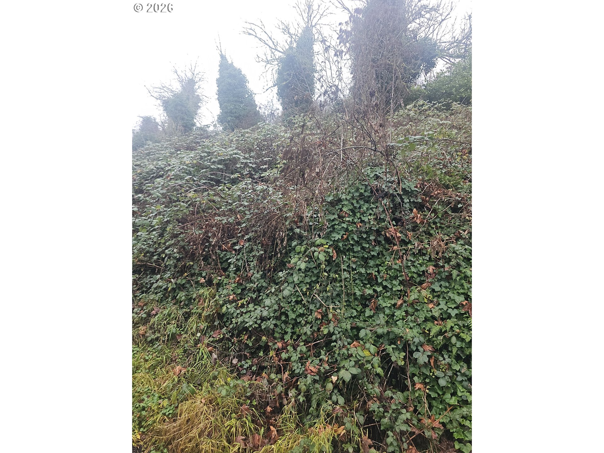 Northwest 1st Street Portland, OR 97209 - Photo 3 of 4 a view of a forest that has a tree