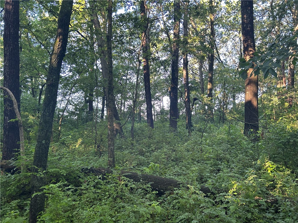 Mount Auburn Blacktop Decatur Il 62522 Decatur, IL 62522 - Photo 8 of 22 a view of a forest with trees