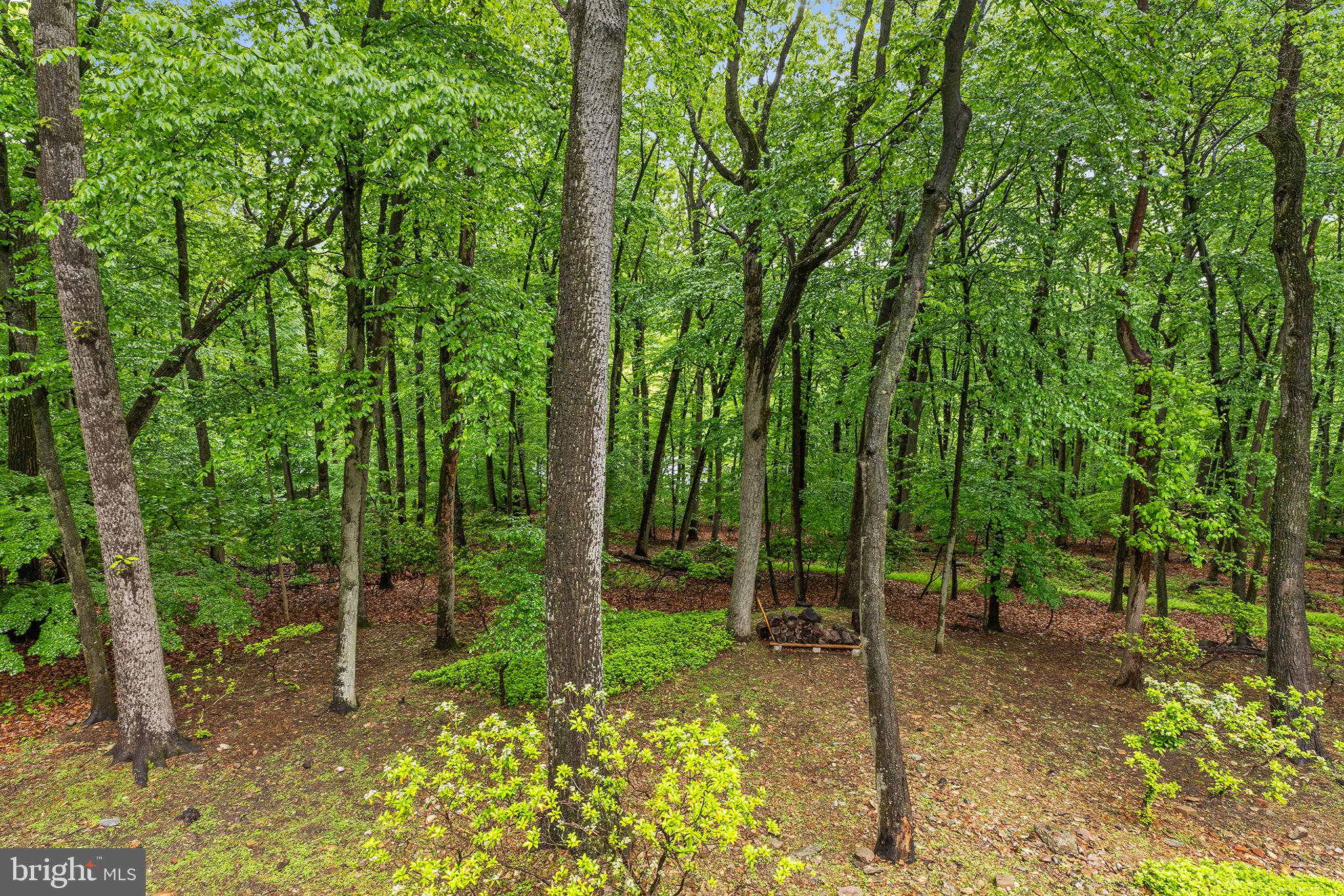 290 Danell Road Wayne, PA 19087 - Photo 40 of 42 rear yard view