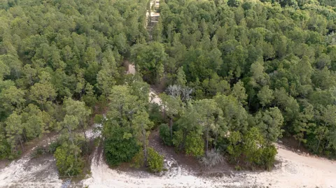 a view of a forest filled with trees