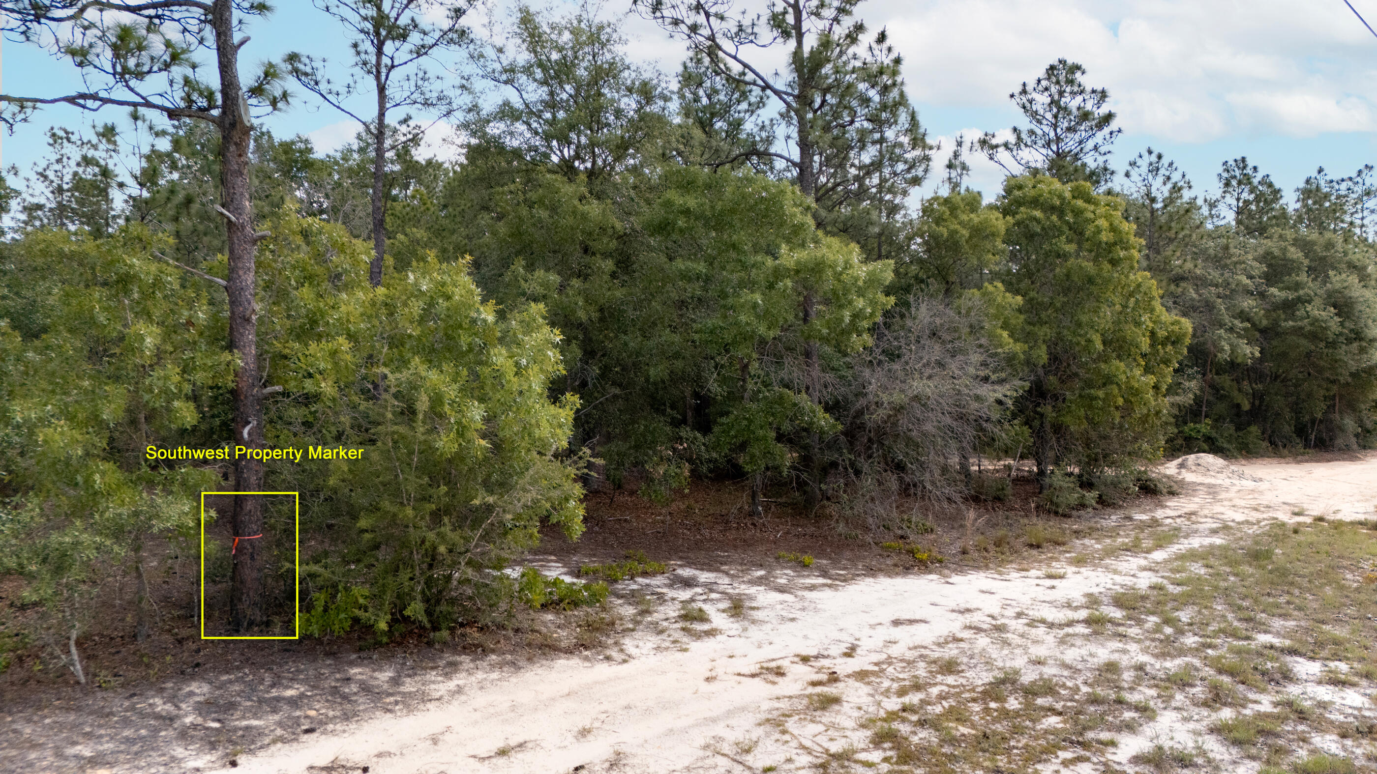 0 Homestead Road Baker, FL 32531 - Photo 14 of 30 a view of a forest filled with trees