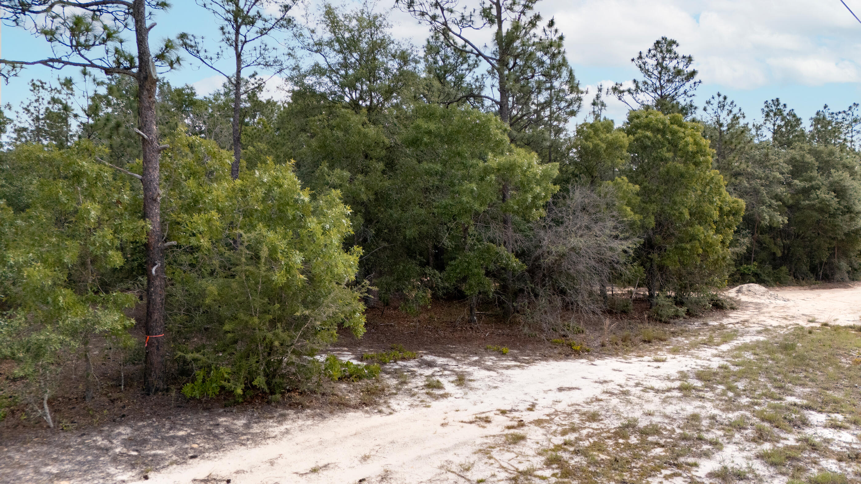 0 Homestead Road Baker, FL 32531 - Photo 15 of 30 a view of a forest filled with trees