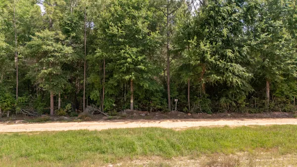 a view of a yard with plants and trees