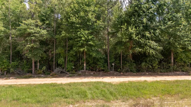 a view of a yard with plants and trees