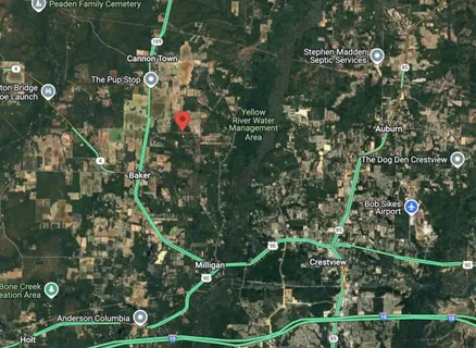 a view of a yard with yellow plants