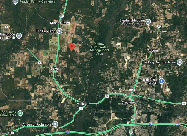 a view of a yard with yellow plants