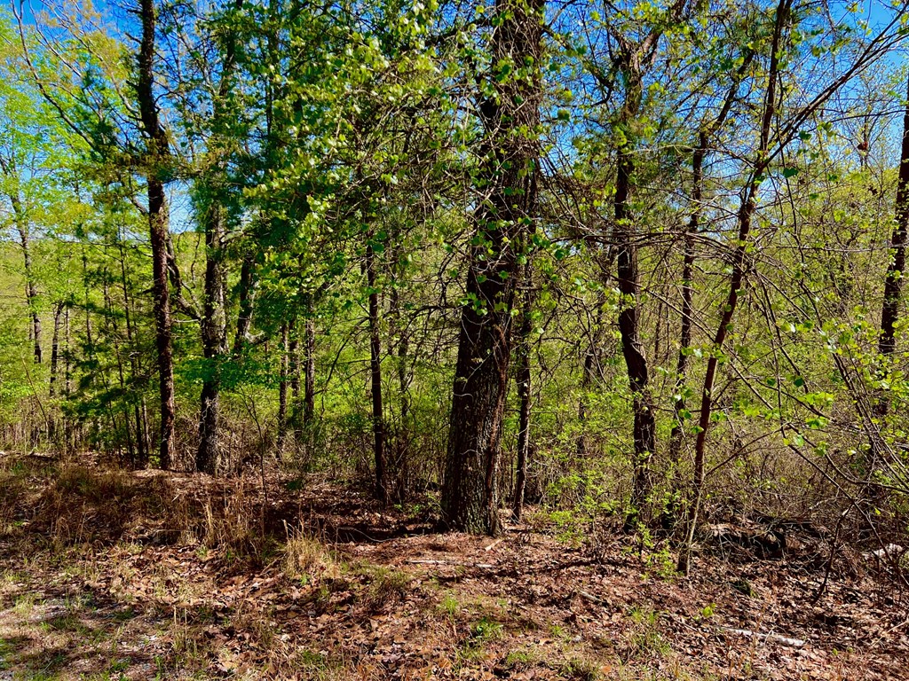 694 Railey Ridge Ranger, GA 30734 - Photo 17 of 27