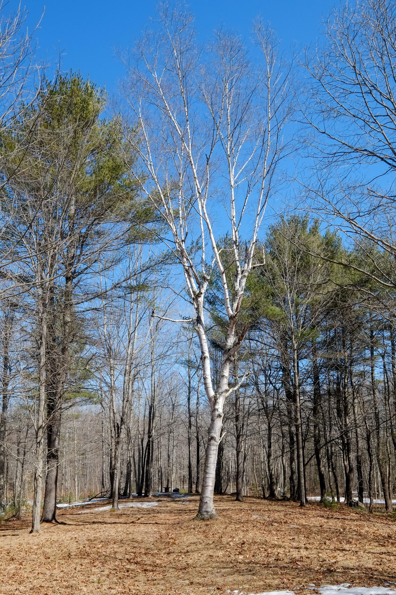 1022 River Road Brunswick, ME 04011 - Photo 6 of 15 1022-river-rd-9008