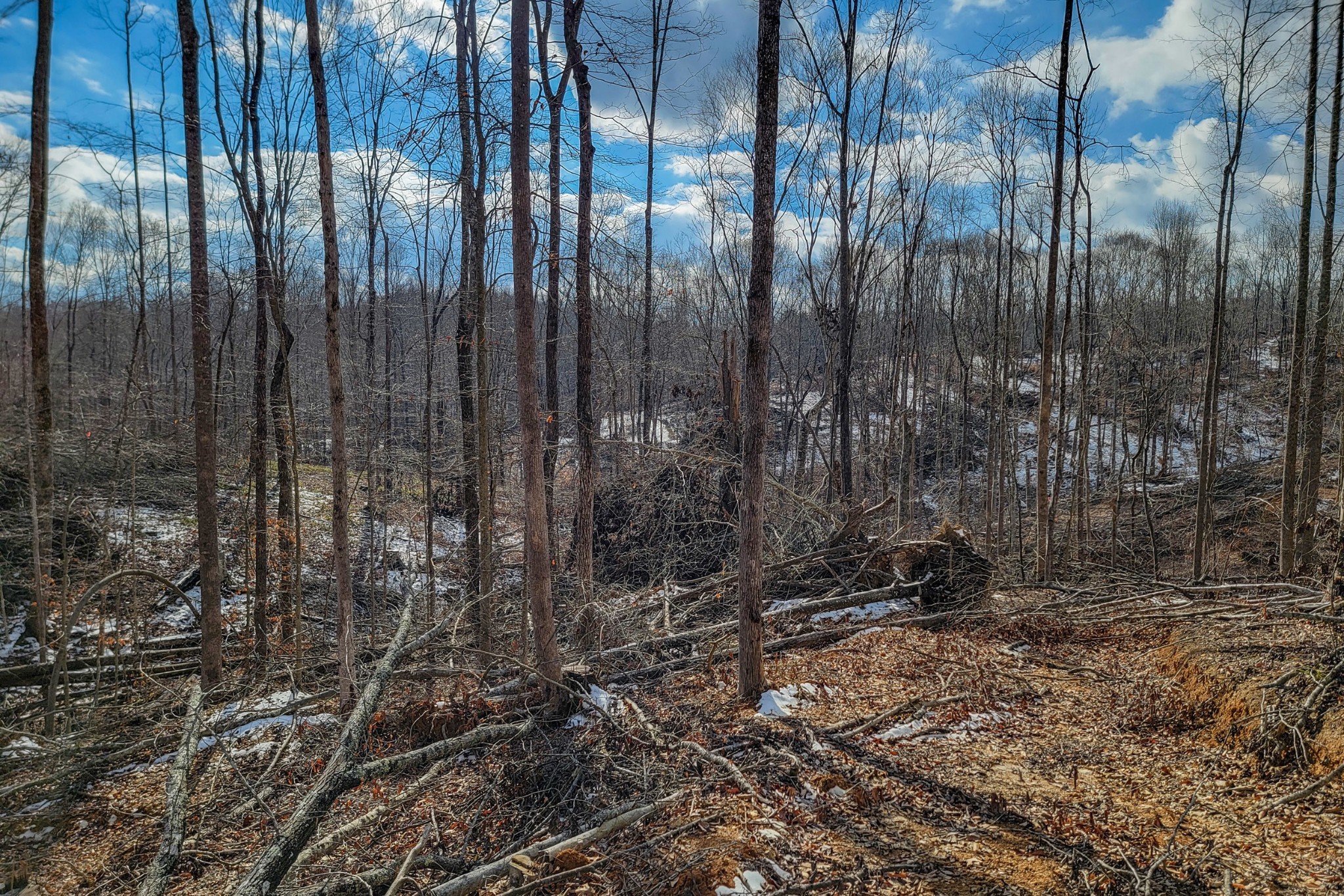 0 Hutchins Bend Road Sparta, TN 38583 - Photo 2 of 12 a view of a forest with trees