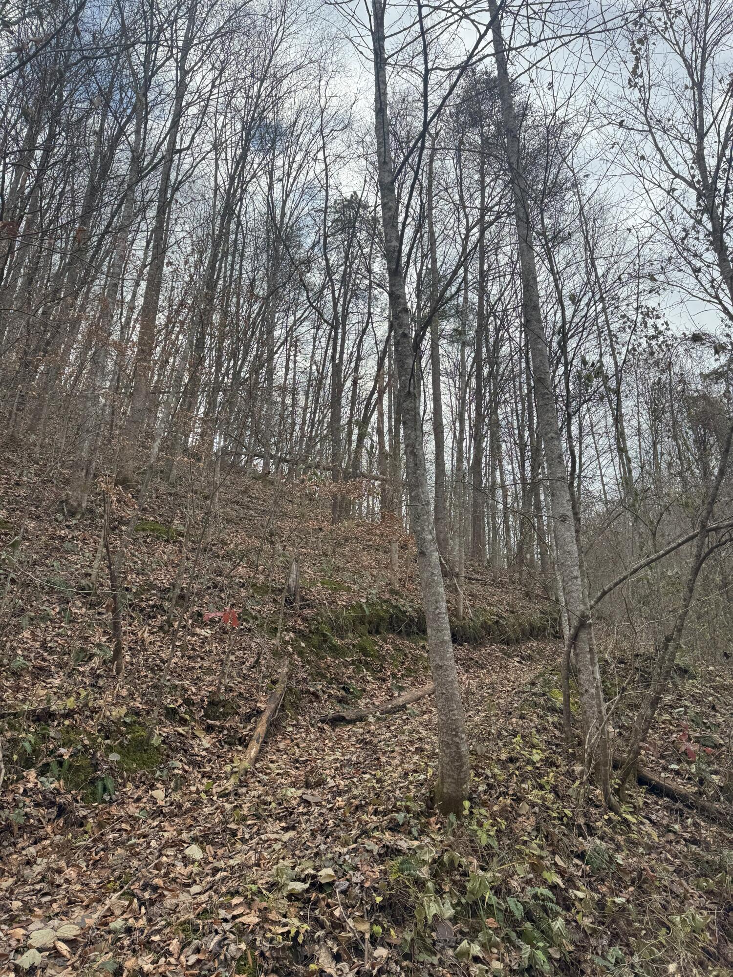 9999 Little Wildcat Creek Road Manchester, KY 40962 - Photo 7 of 18 Old Road