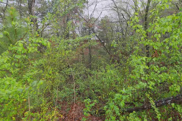 a view of a yard