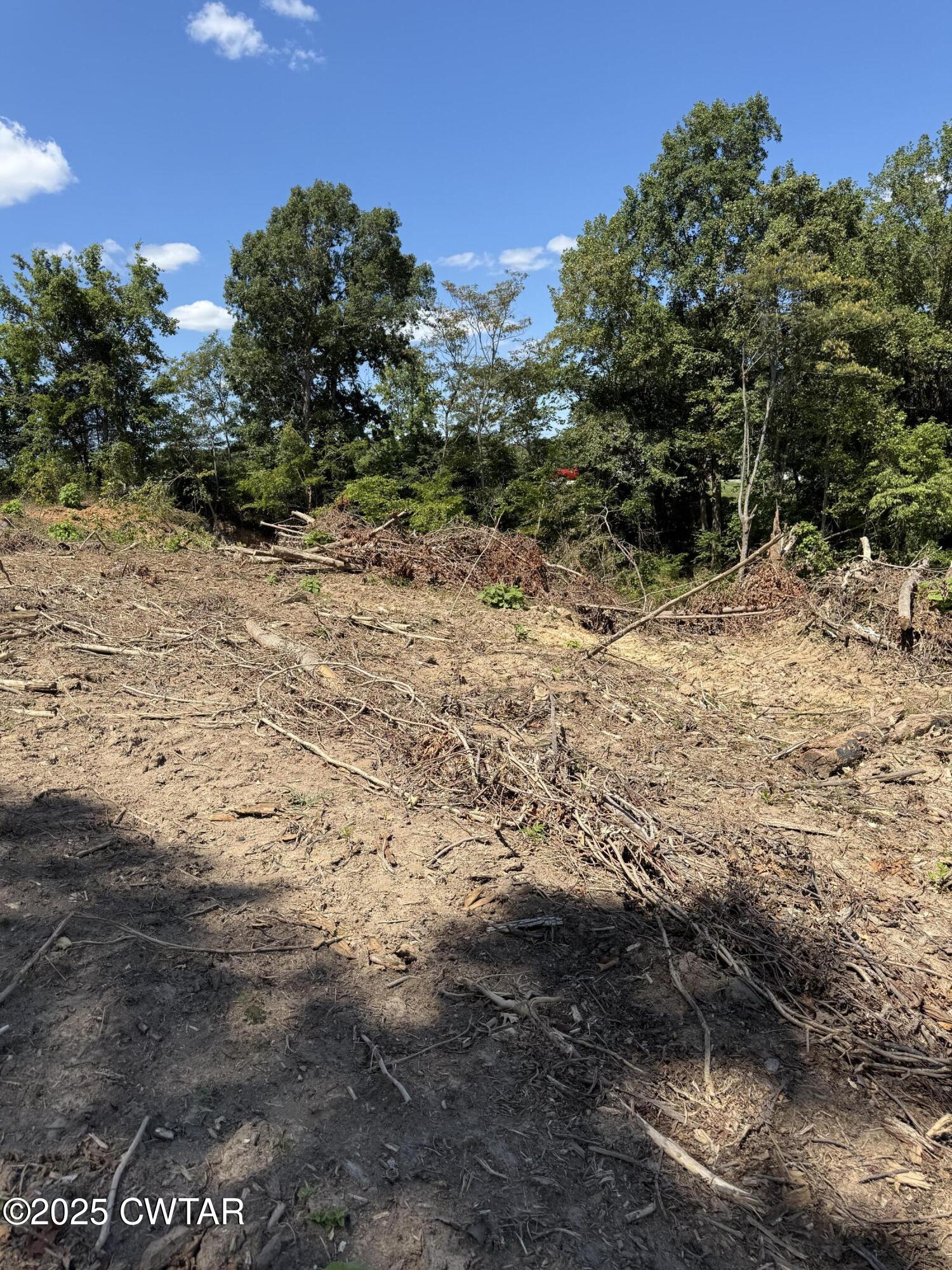 0 Whiskey Ridge Road Paris, TN 38242 - Photo 14 of 17 a view of a yard with plants and a tree