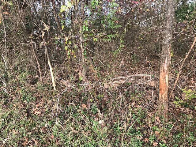 1 Cedar Creek Road Andrews, SC 29510 - Photo 2 of 12 IMG_5726