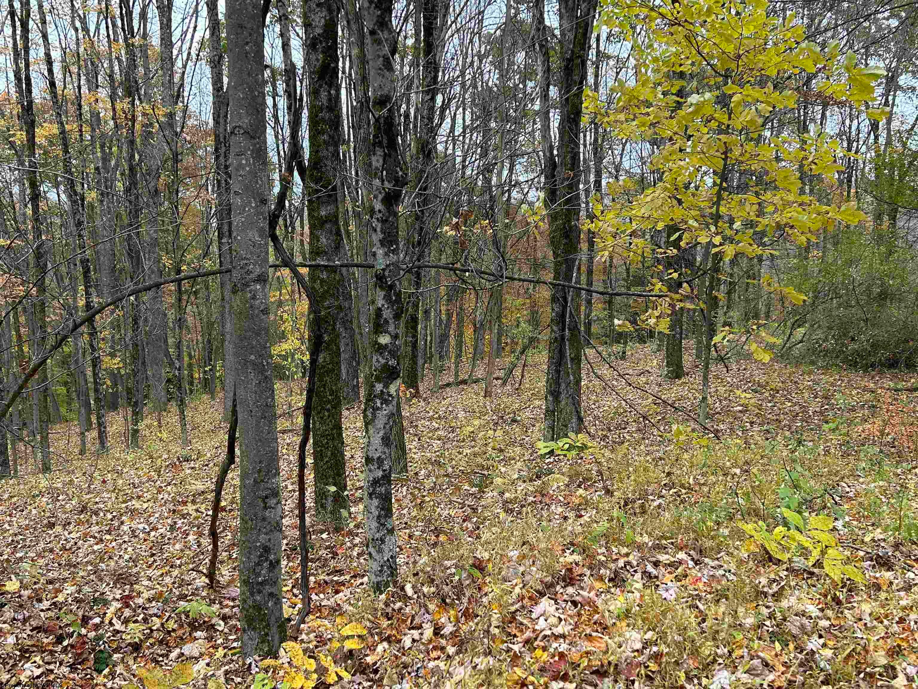 0 Hile Run Road Parsons, WV 26287 - Photo 3 of 9 Gallery Image 3