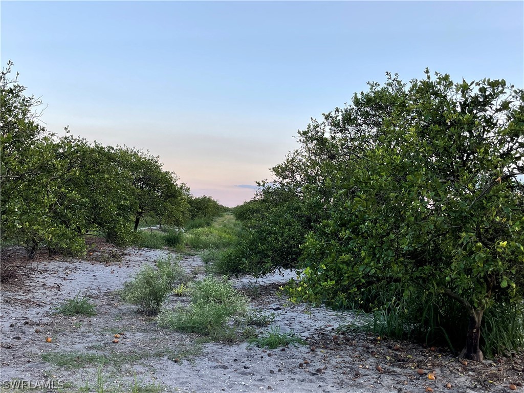 6475 7th Road LaBelle, FL 33935 - Photo 6 of 7 a view of a yard with a tree