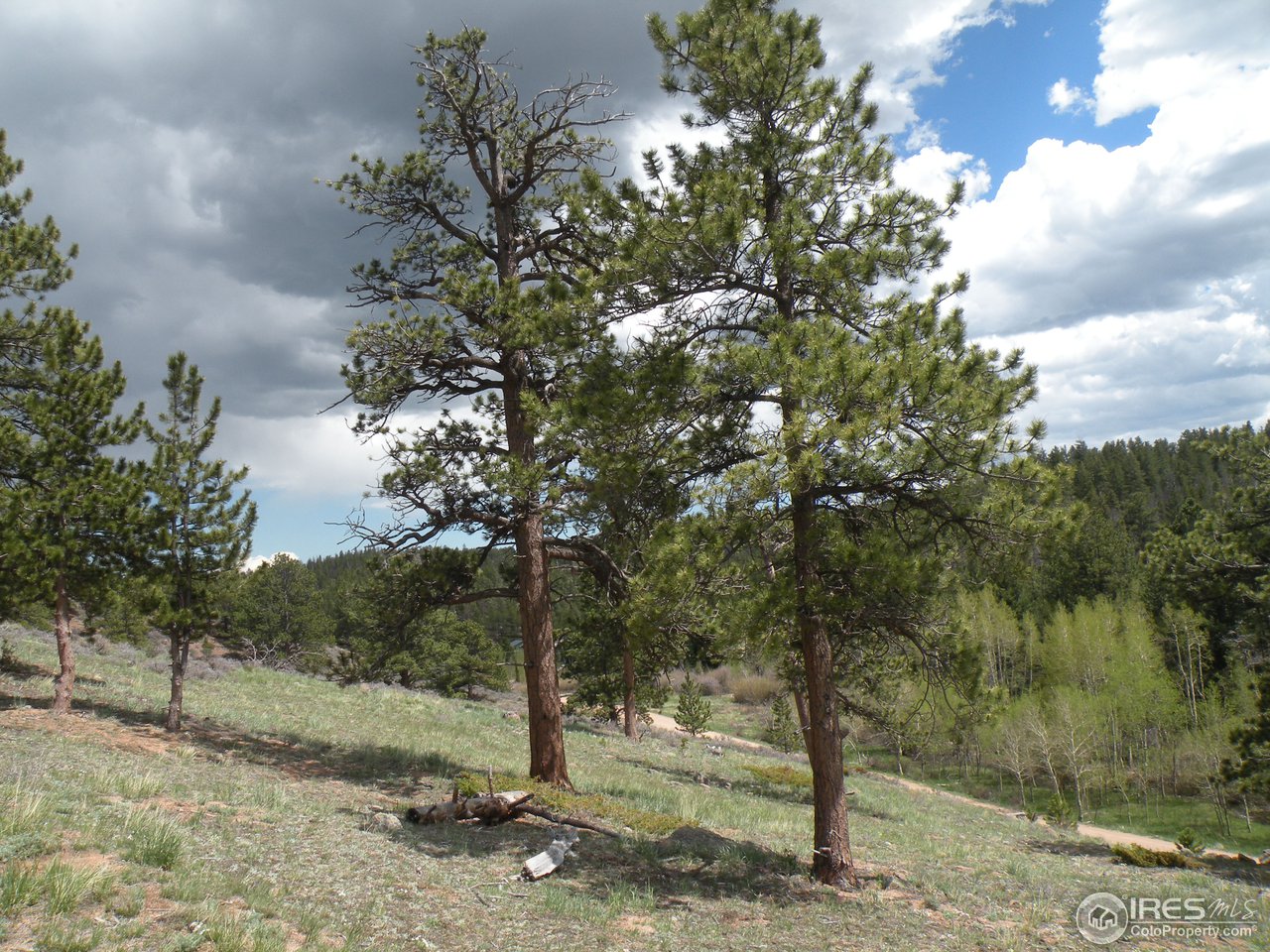 358 Beartrap Road Red Feather Lakes, CO 80545 - Photo 4 of 6 Gallery Image 4