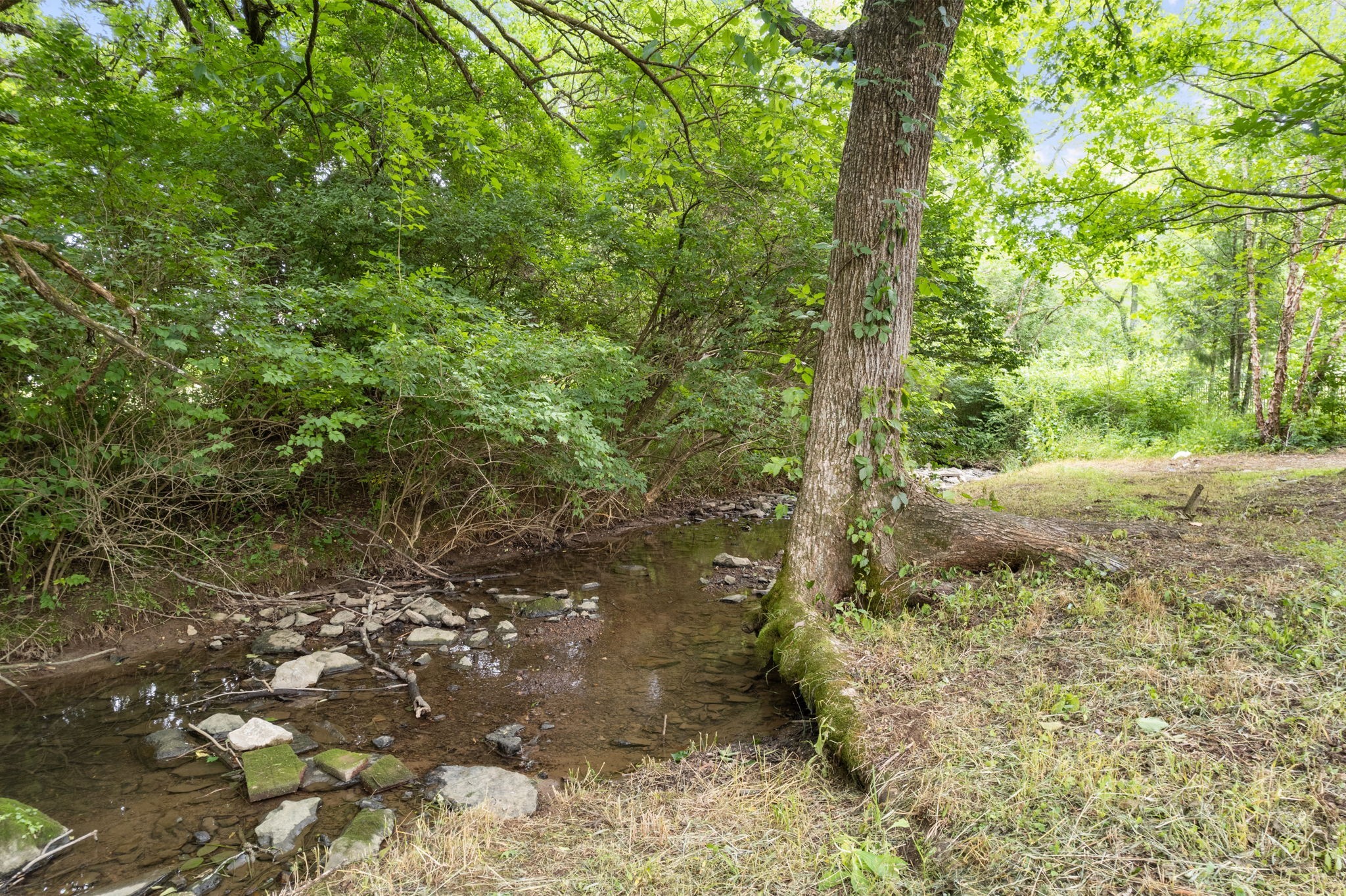 121 Stream Valley Boulevard Franklin, TN 37064 - Photo 48 of 60 a view of a yard with plants and large trees