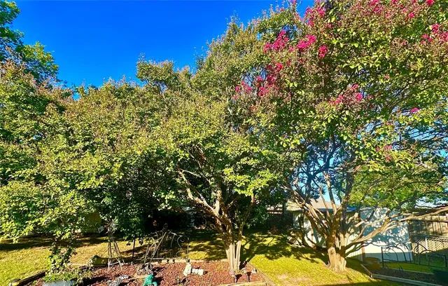 a view of a yard with a house and a large tree