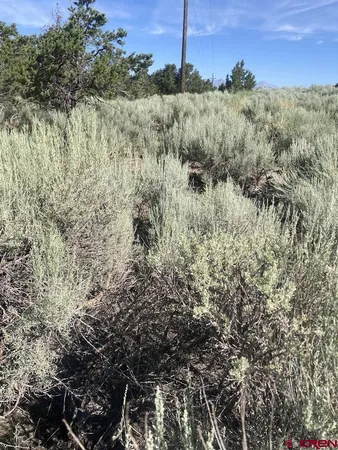 a view of a forest with a forest