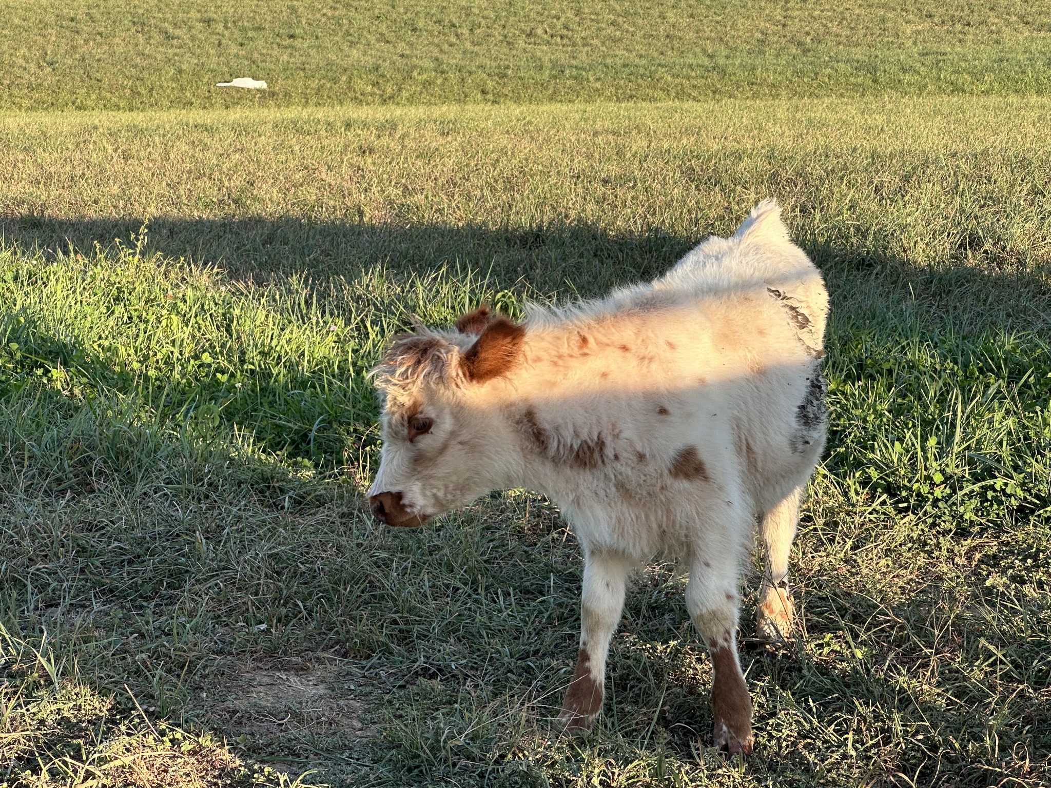 3765 S Road Cadiz, KY 42211 - Photo 75 of 78 a view of a lake