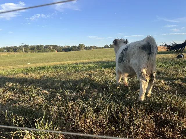 $900,000 | 3765 S Road, Cadiz, KY 42211