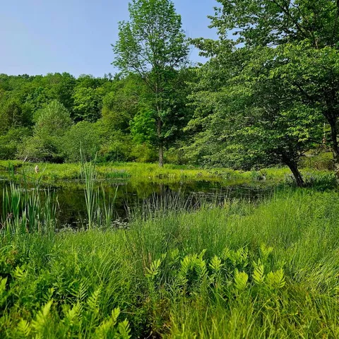 a view of a lake from a yard