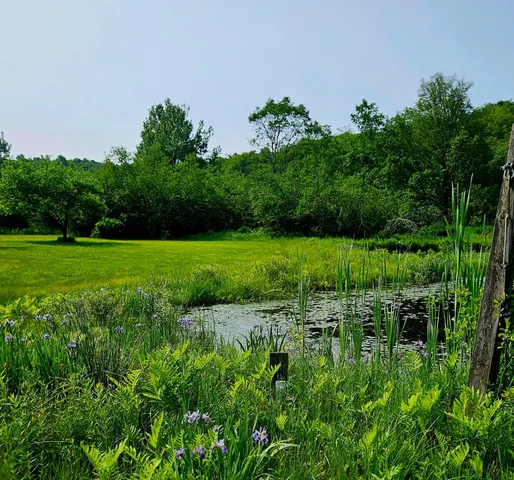 a view of a lush green space