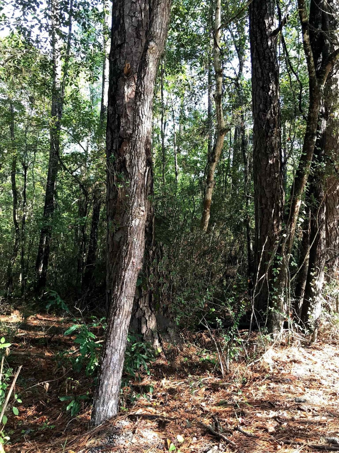 3665 East Railroad Vidor, TX 77662 - Photo 2 of 10 a view of a tree