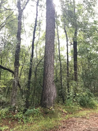 a view of forest