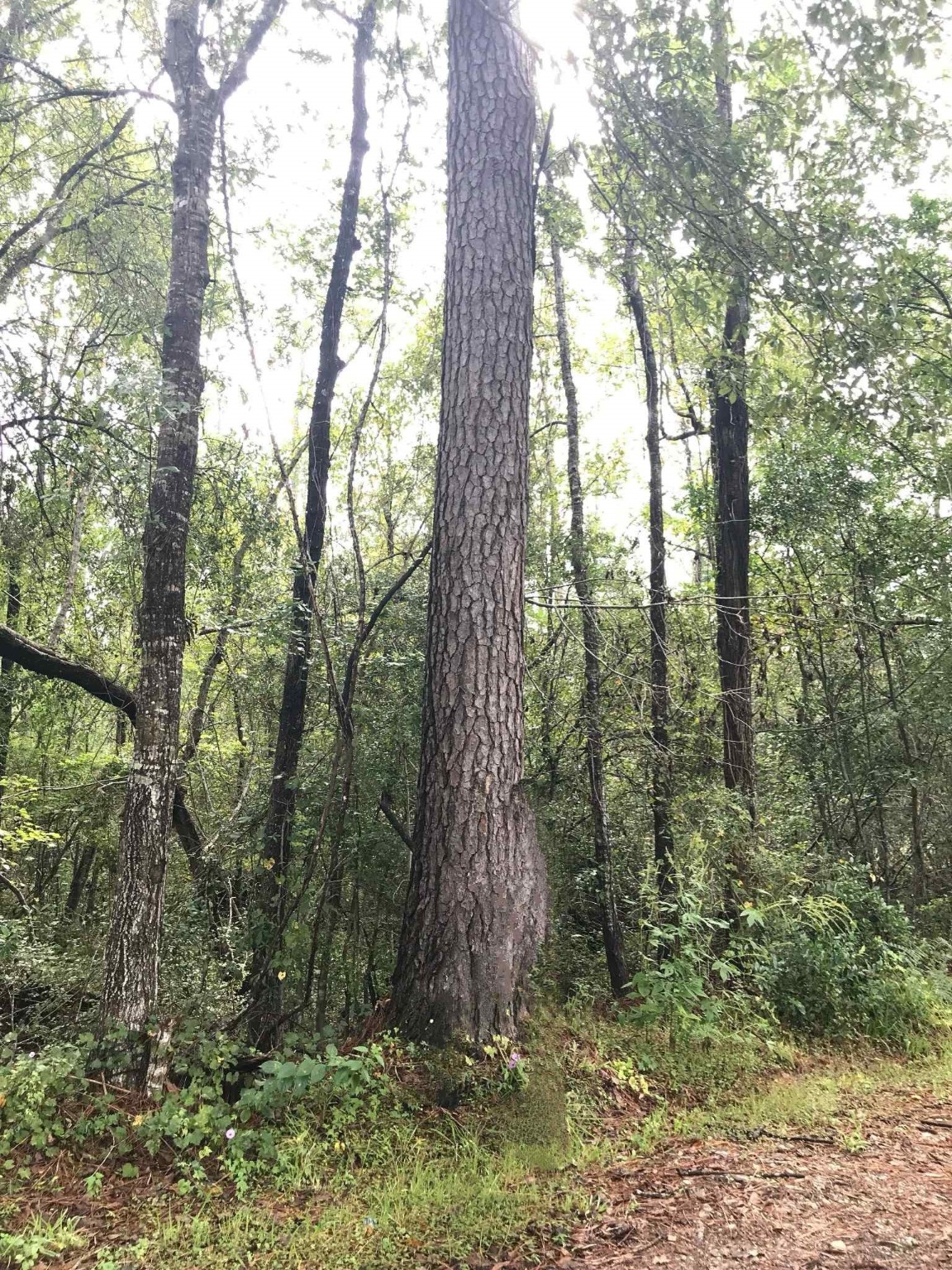 3665 East Railroad Vidor, TX 77662 - Photo 3 of 10 a view of forest