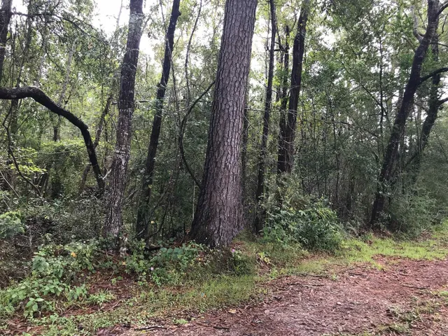 a view of outdoor space and trees