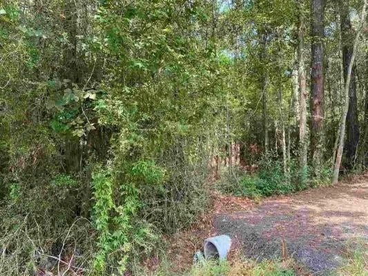 a view of a yard with a tree