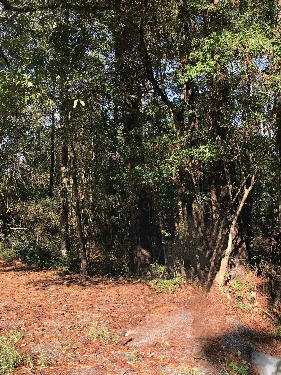 3665 East Railroad Vidor, TX 77662 - Photo 7 of 10 a view of a yard with a tree