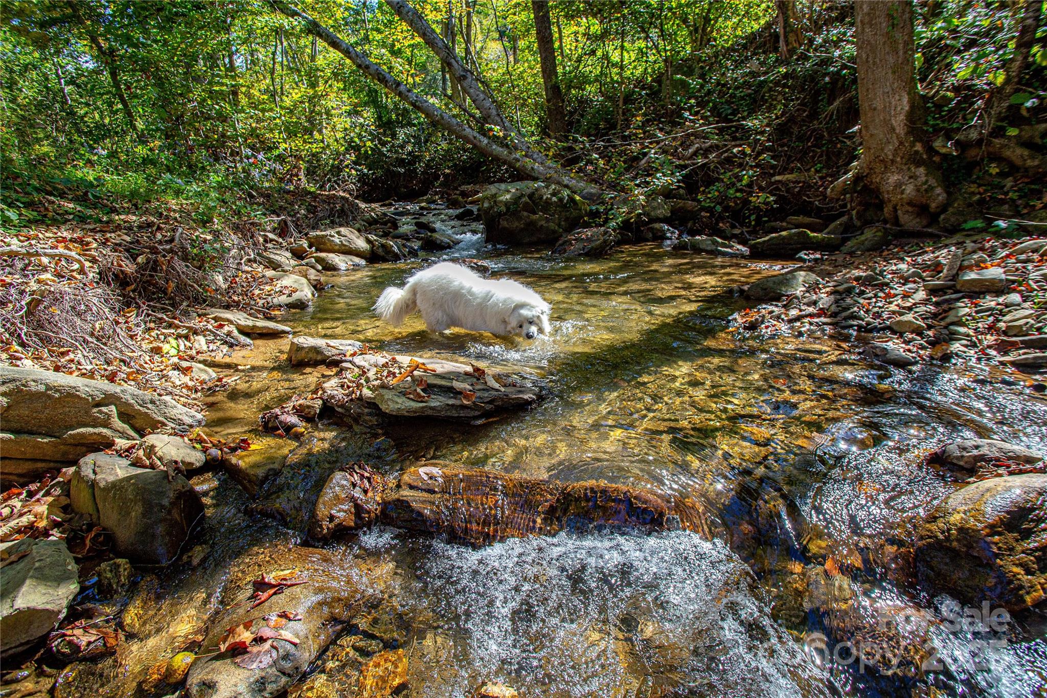 10 Dodd Road Barnardsville, NC 28709 - Photo 13 of 25