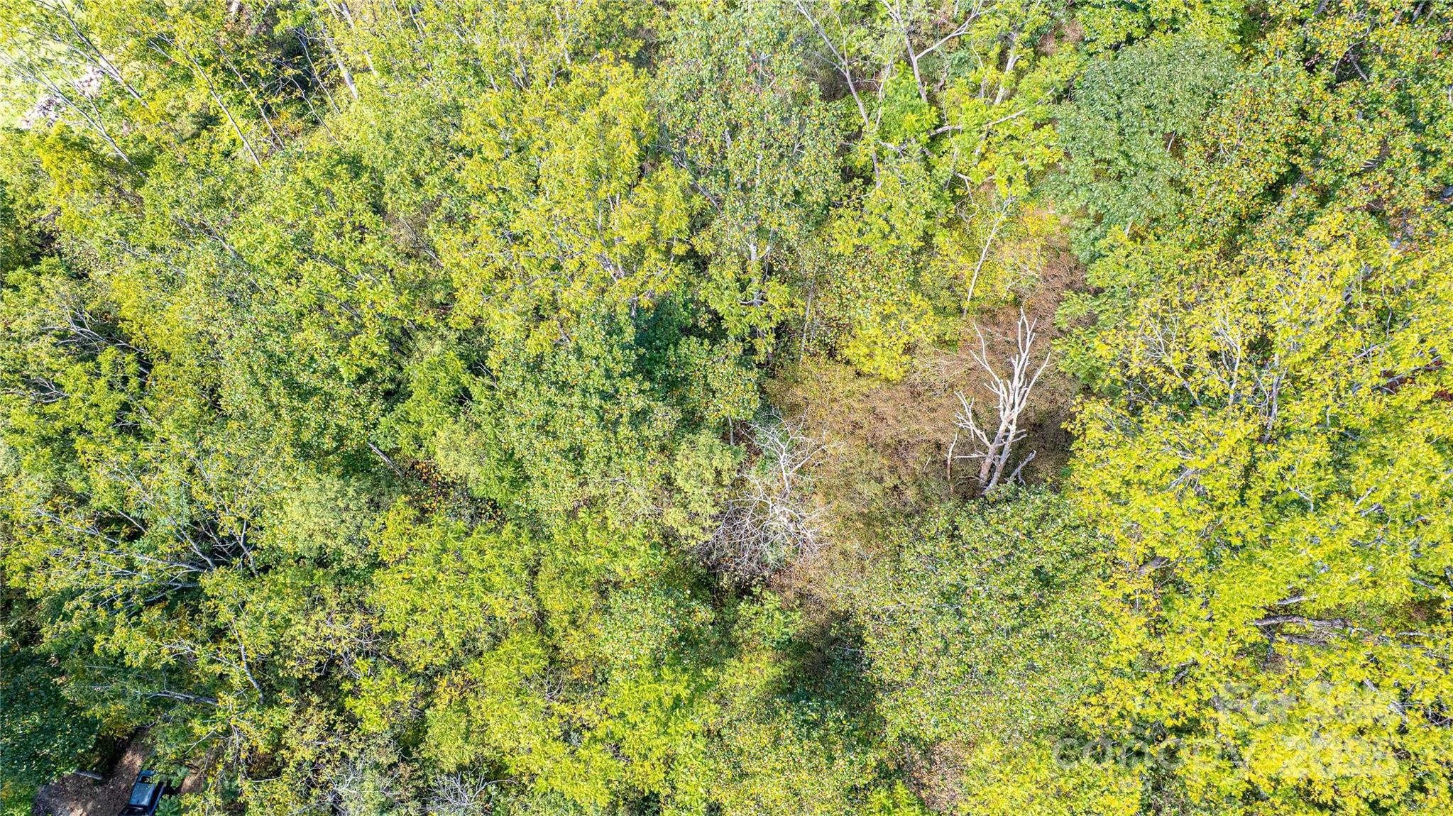 10 Dodd Road Barnardsville, NC 28709 - Photo 21 of 25