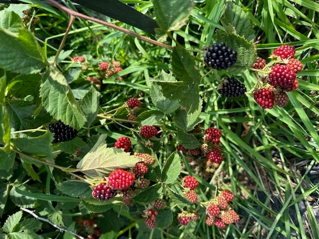 $1,335,000 | 1588 Pond Road, Mount Vernon, ME 04352