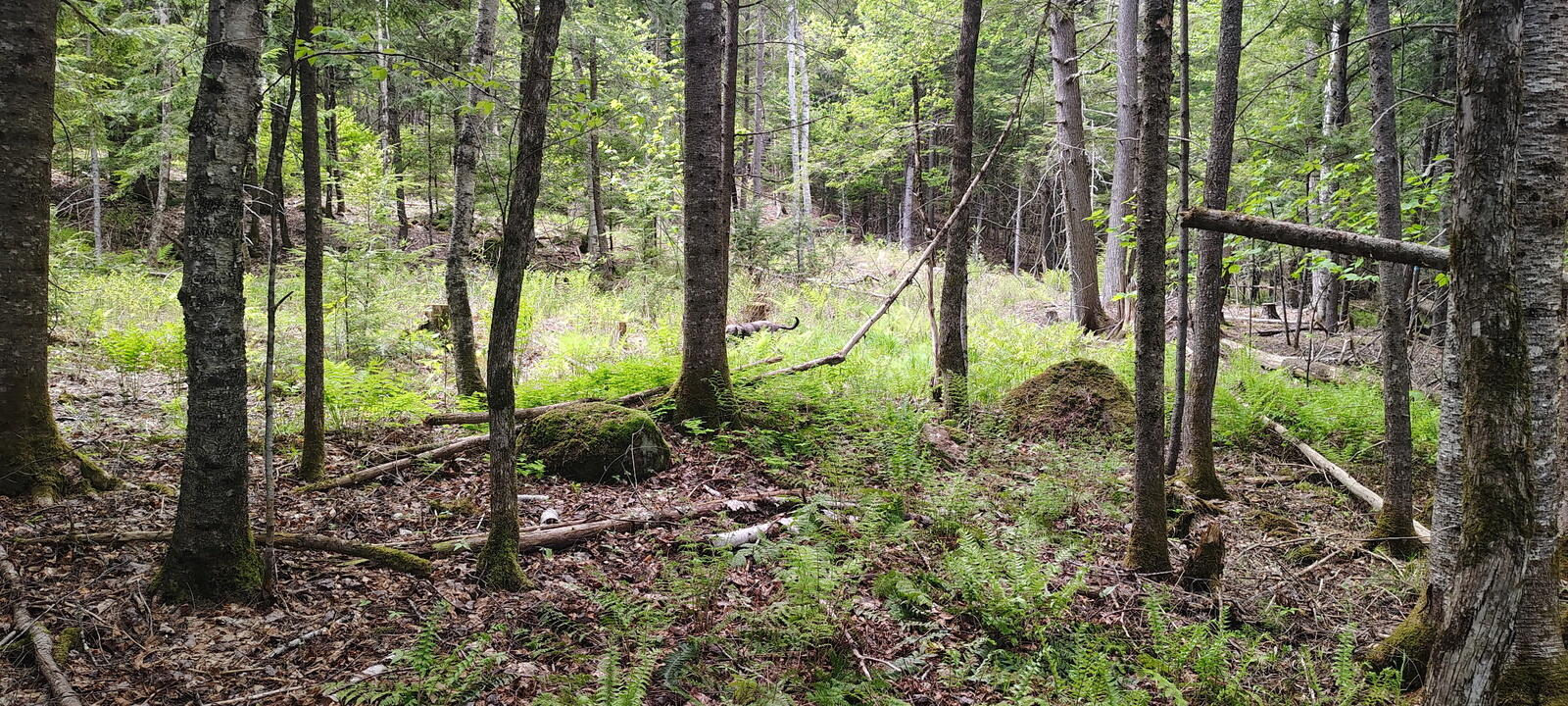 463 Clover Mill Road Farmington, ME 04938 - Photo 13 of 26 1000002149