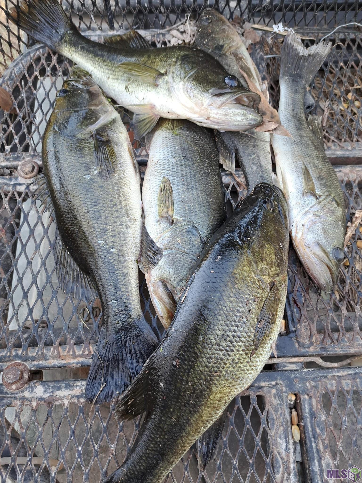 7474 Lemon Road Slaughter, LA 70777 - Photo 11 of 24