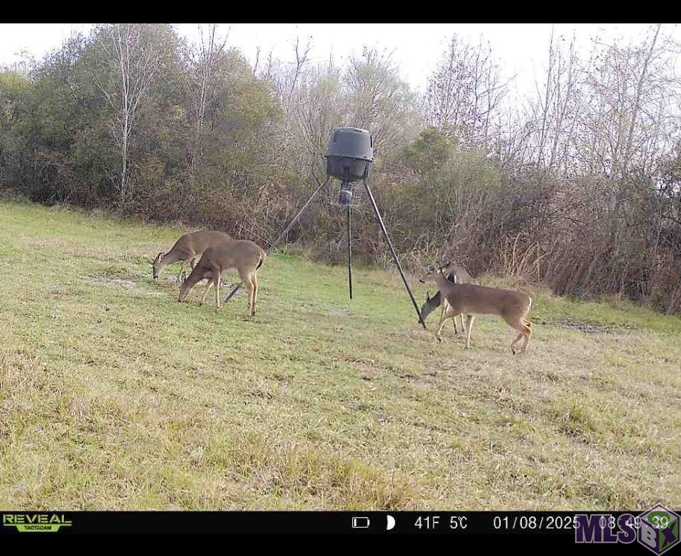 7474 Lemon Road Slaughter, LA 70777 - Photo 12 of 24