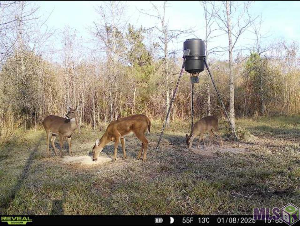 7474 Lemon Road Slaughter, LA 70777 - Photo 13 of 24