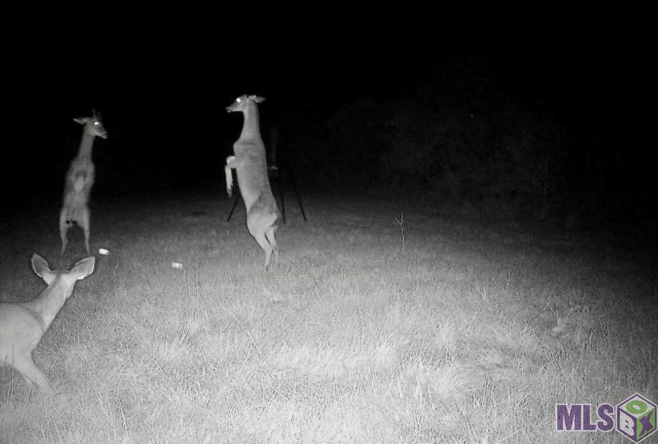 7474 Lemon Road Slaughter, LA 70777 - Photo 21 of 24