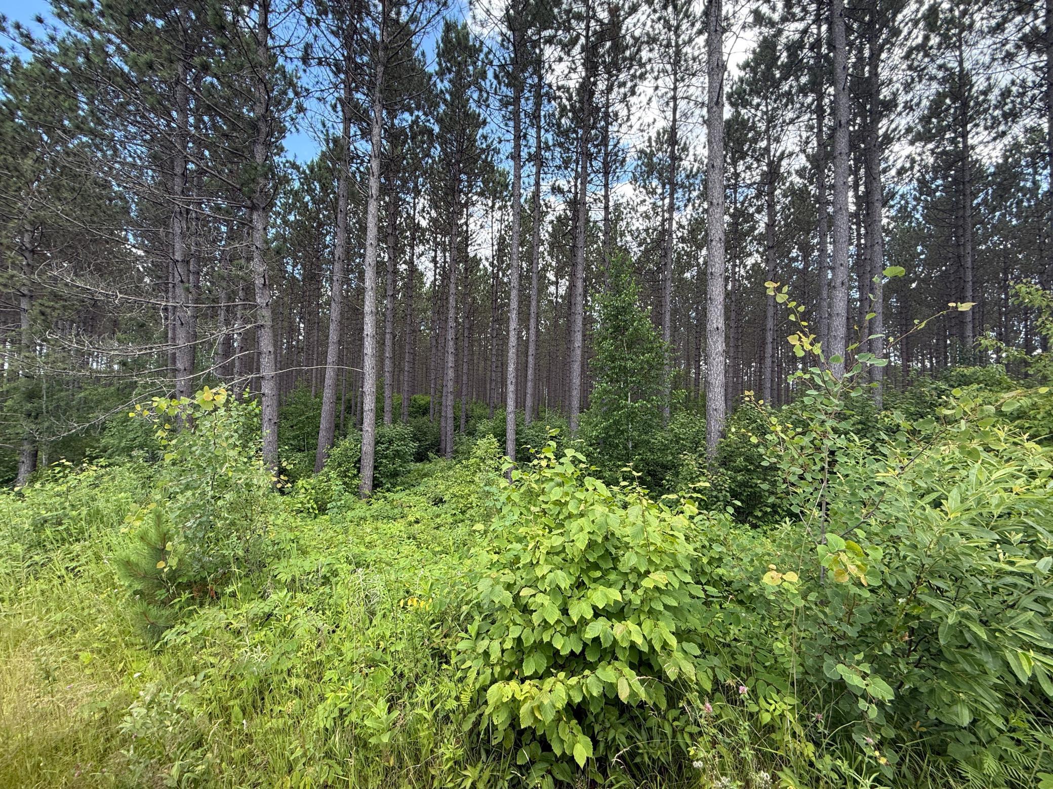 Tbd (option C) Tbd (option C) Maple Grove Road Cloquet, MN 55720 - Photo 39 of 51