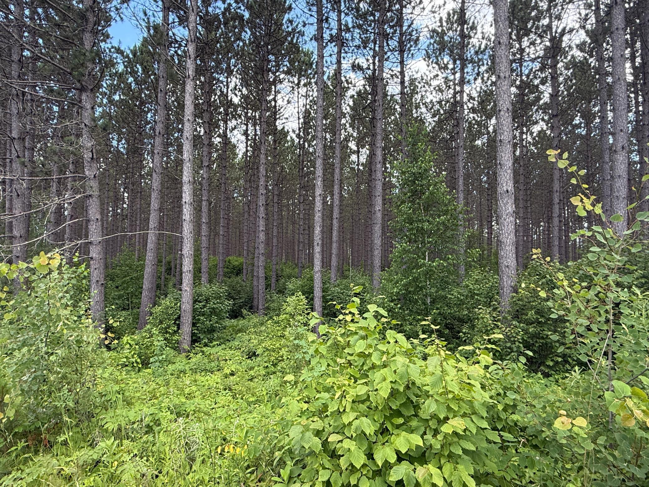 Tbd (option C) Tbd (option C) Maple Grove Road Cloquet, MN 55720 - Photo 40 of 51
