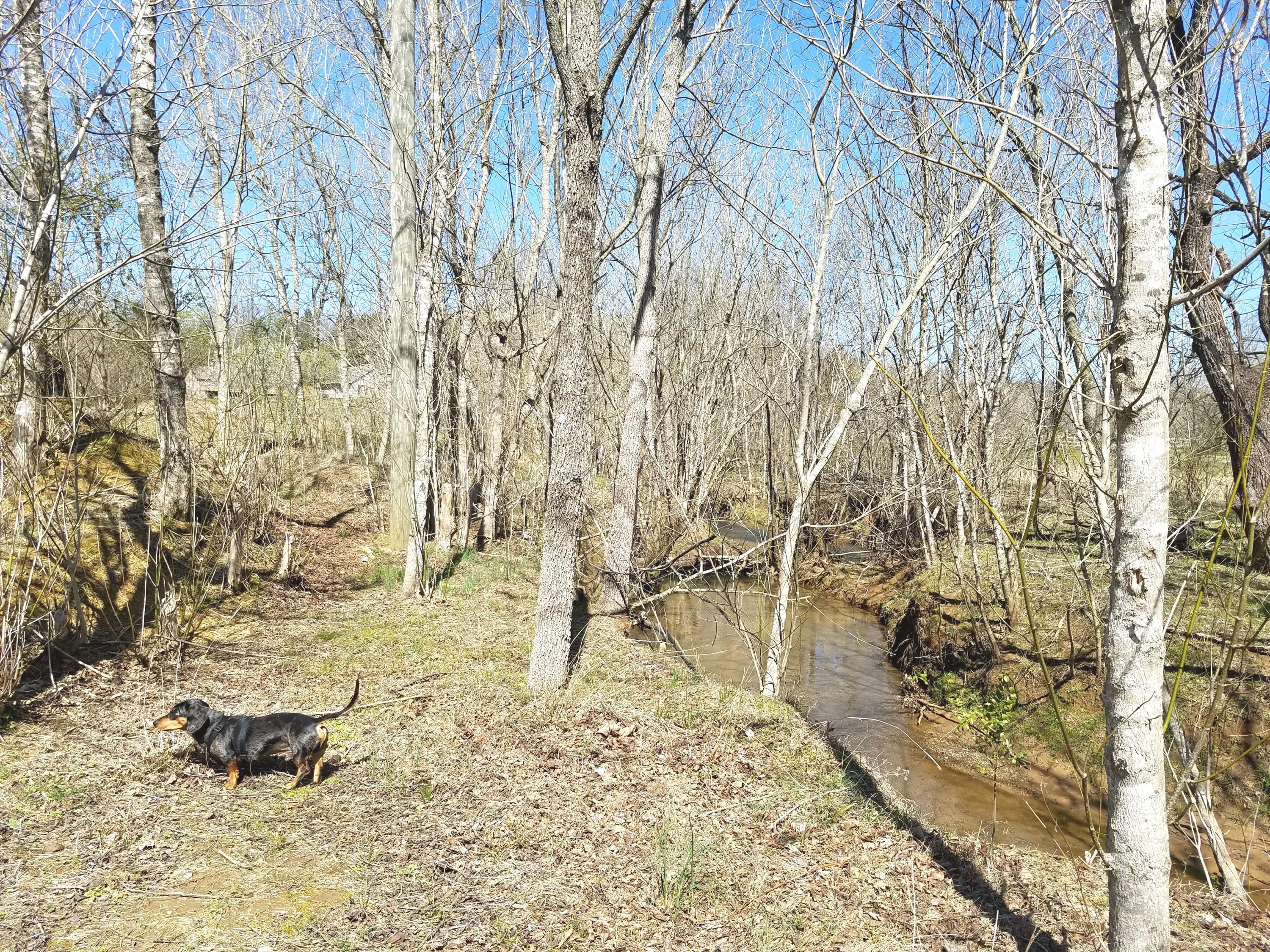 2767 Jericho Road Maryville, TN 37803 - Photo 19 of 23 Ole Pepper photo bombing!!