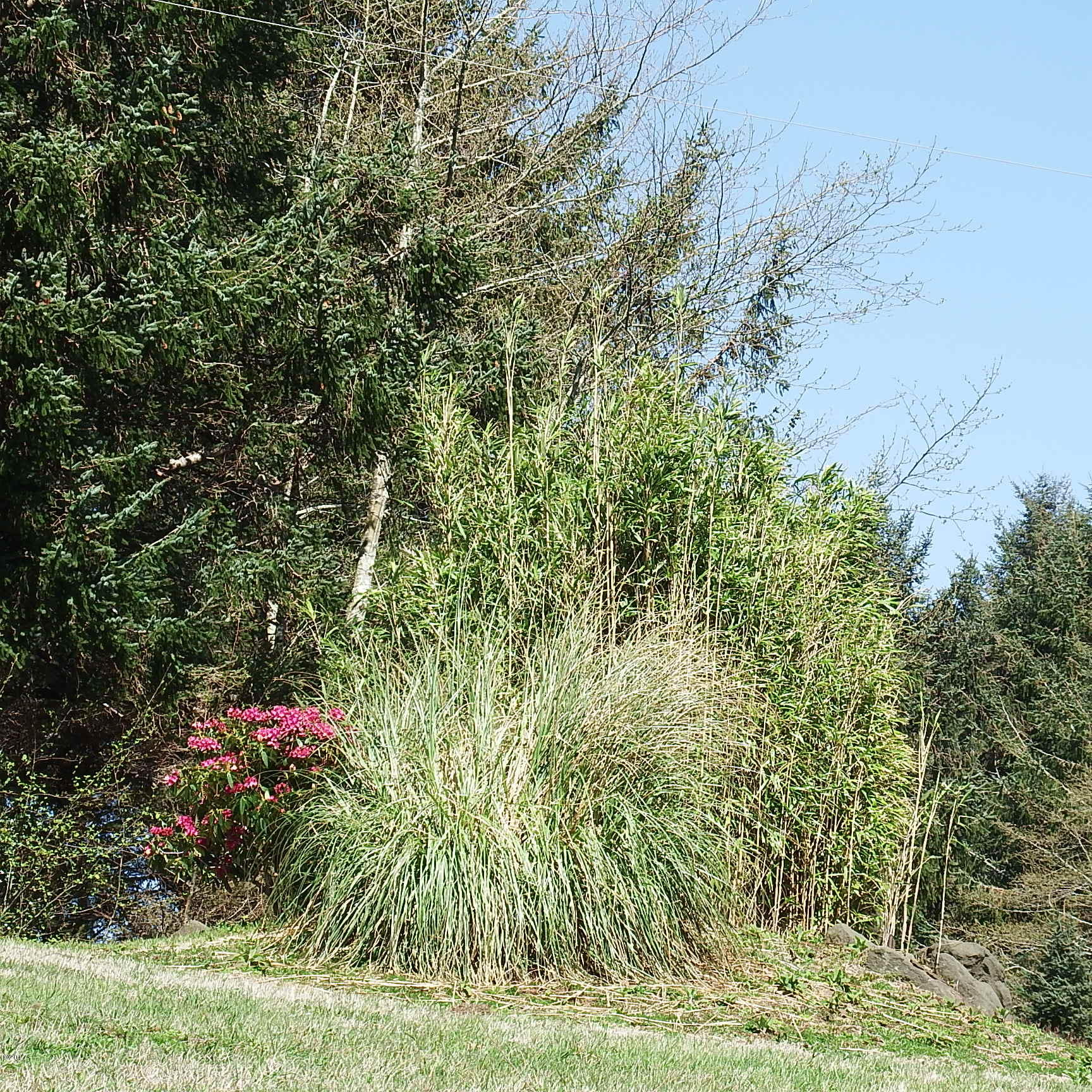 6205 Scherzinger Road Neskowin, OR 97149 - Photo 81 of 88 Landscape
