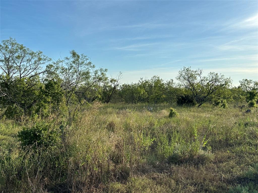 281 South Hamilton Tx 76531 Hamilton, TX 76531 - Photo 16 of 28 a view of a lush green forest with lots of trees