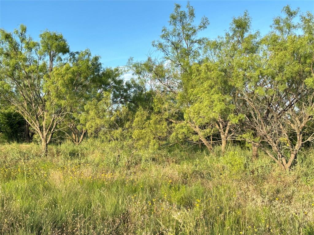 281 South Hamilton Tx 76531 Hamilton, TX 76531 - Photo 28 of 28 a view of a big yard with plants and a small tree