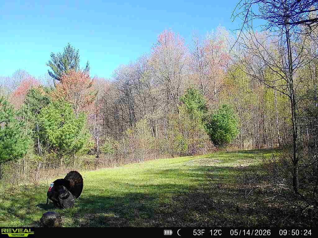 11401 Little George Lake Road Gladwin, MI 48624 - Photo 63 of 72